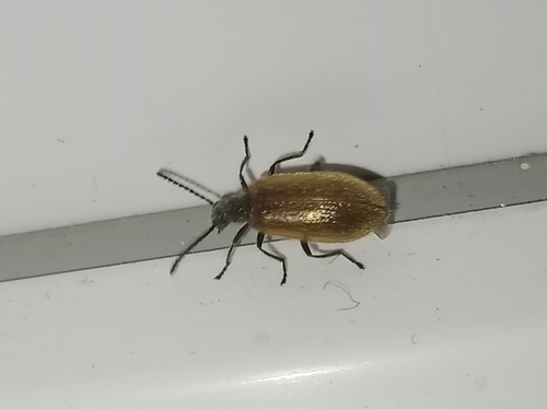 Rough-haired Lagria Beetle