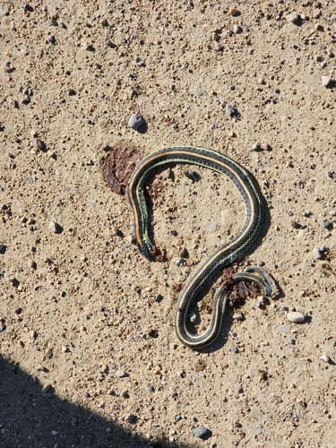 Plains Garter Snake