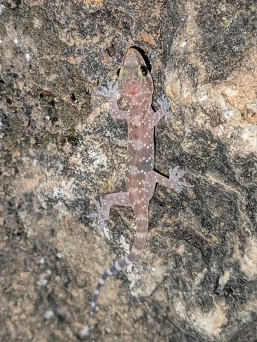 Mediterranean House Gecko