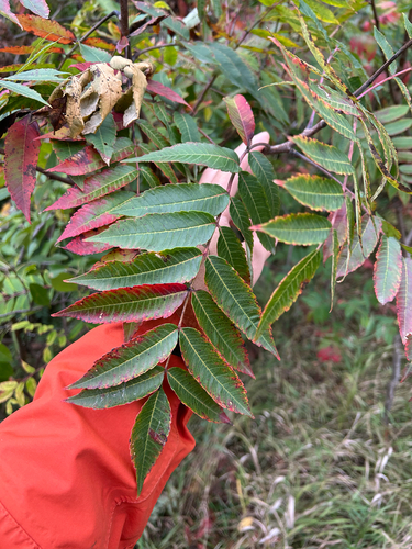 smooth sumac