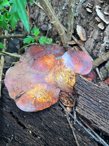 golden reishi