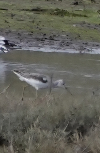 Common Greenshank