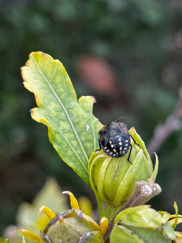 Southern Green Stink Bug