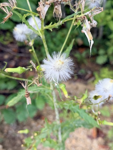 American burnweed