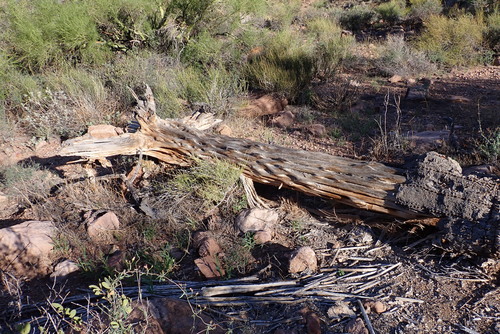 saguaro