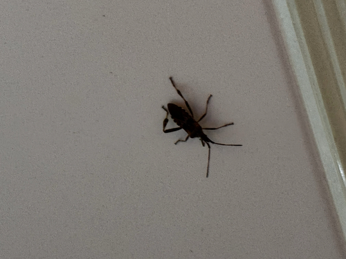 Western Conifer Seed Bug