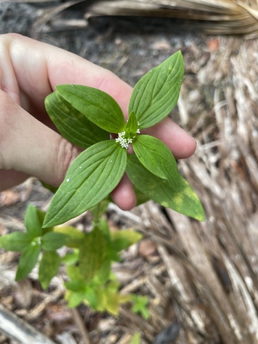Mitracarpus hirtus