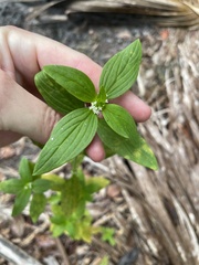 Mitracarpus hirtus