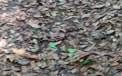 Micrurus tener tener