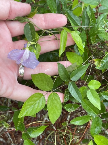 Centrosema virginianum, photograph 1