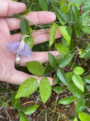 Centrosema virginianum