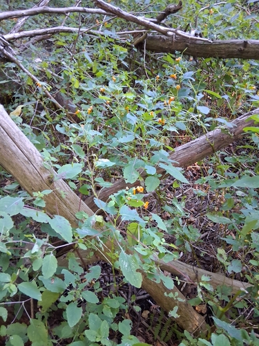 common jewelweed