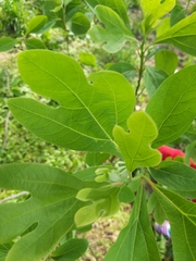 Sassafras albidum