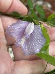 Centrosema virginianum, photograph (c) James Hardee, some rights reserved (CC BY)