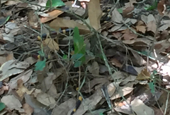 Micrurus tener tener