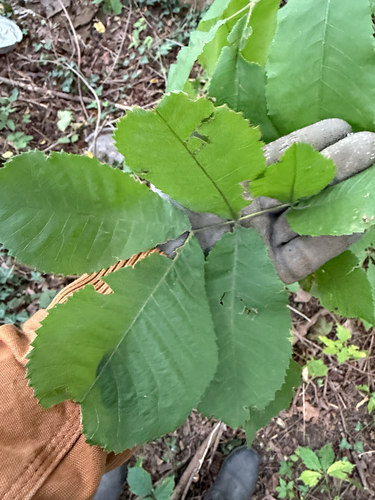 Carya cordiformis, photograph 6