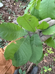 Carya cordiformis, photograph (c) betsyyyy, some rights reserved (CC BY)