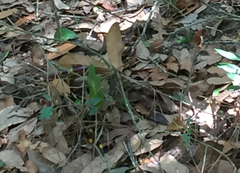 Micrurus tener tener