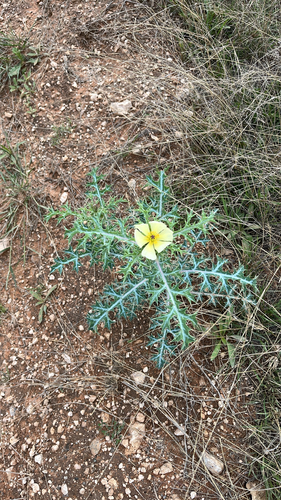 Argemone ochroleuca, photograph 1