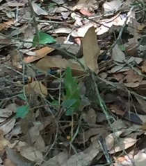 Micrurus tener tener