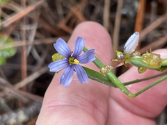 Sisyrinchium xerophyllum