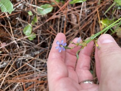 Sisyrinchium xerophyllum, photograph (c) James Hardee, some rights reserved (CC BY)