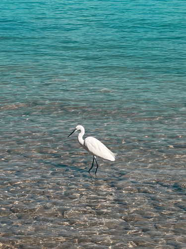 Little Egret