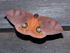 Automeris godartii