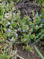 Veronica chamaedrys