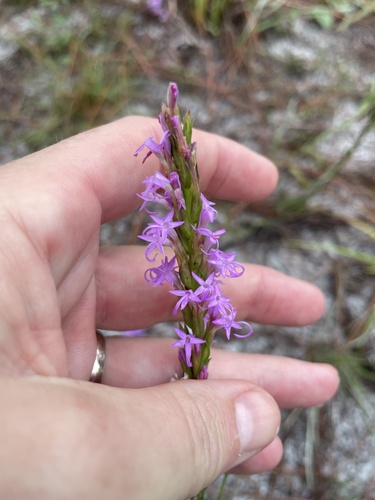 Liatris chapmanii, photograph 1