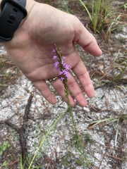 Liatris chapmanii, photograph (c) James Hardee, some rights reserved (CC BY)
