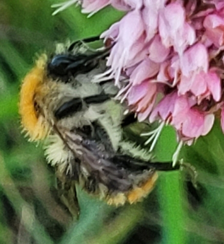 Common Carder Bumble Bee
