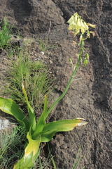 Ornithogalum regale