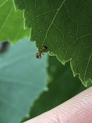 Myrmica rubra