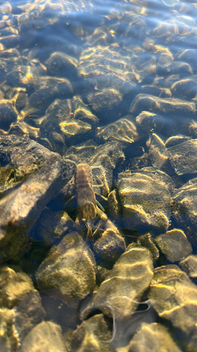 Rusty Crayfish