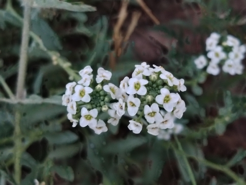 sweet alyssum