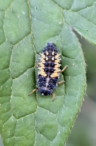 Asian Lady Beetle
