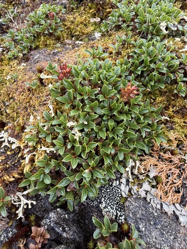Salix phlebophylla, photograph 2