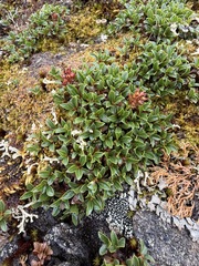(c) Matt Berger, some rights reserved (CC BY) Salix phlebophylla, photograph (c) Matt Berger, some rights reserved (CC BY)