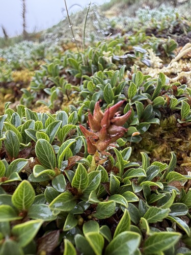 Salix phlebophylla