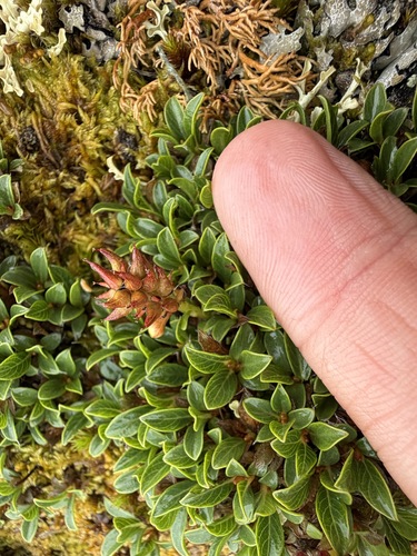 Salix phlebophylla, photograph 3