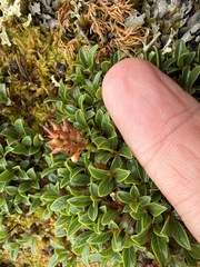 (c) Matt Berger, some rights reserved (CC BY) Salix phlebophylla, photograph (c) Matt Berger, some rights reserved (CC BY)