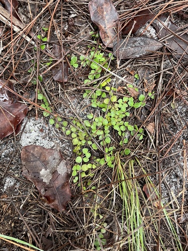 Houstonia procumbens