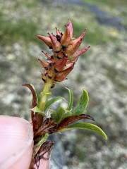 (c) Matt Berger, some rights reserved (CC BY) Salix phlebophylla, photograph (c) Matt Berger, some rights reserved (CC BY)