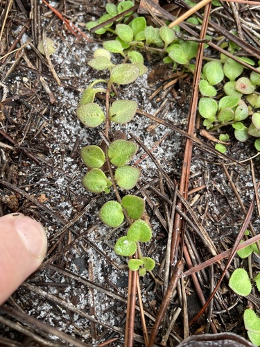 Houstonia procumbens, photograph 2
