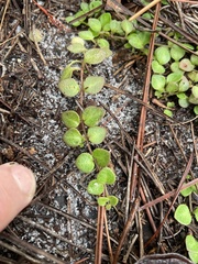 (c) James Hardee, some rights reserved (CC BY) Houstonia procumbens, photograph (c) James Hardee, some rights reserved (CC BY)