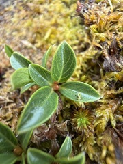 (c) Matt Berger, some rights reserved (CC BY) Salix phlebophylla, photograph (c) Matt Berger, some rights reserved (CC BY)