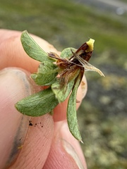 Salix phlebophylla, photograph (c) Matt Berger, some rights reserved (CC BY)
