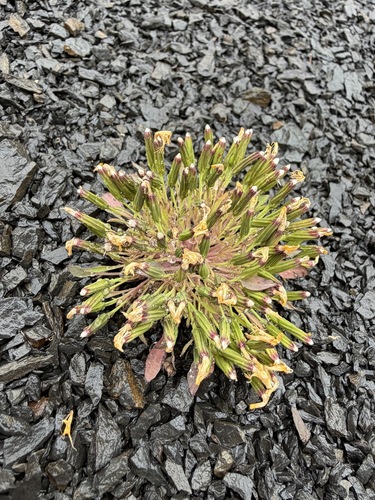 Askellia pygmaea, photograph 2