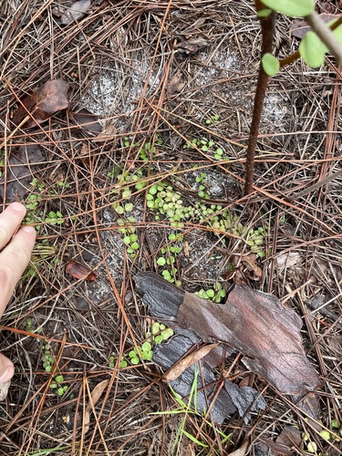 Houstonia procumbens, photograph 3